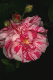 Rosa gallica 'Versicolor' RCP05-07 080 syn 'Rosa Mundi'.jpg